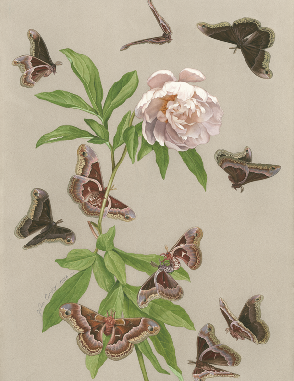 Callosamia promethia moths on peony flower